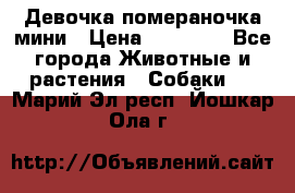 Девочка помераночка мини › Цена ­ 50 000 - Все города Животные и растения » Собаки   . Марий Эл респ.,Йошкар-Ола г.